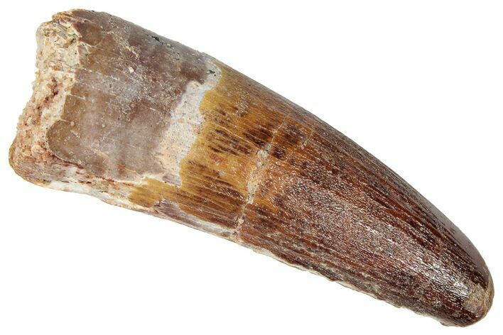 Real Fossil Spinosaurus Tooth - Beautiful Preservation #346315